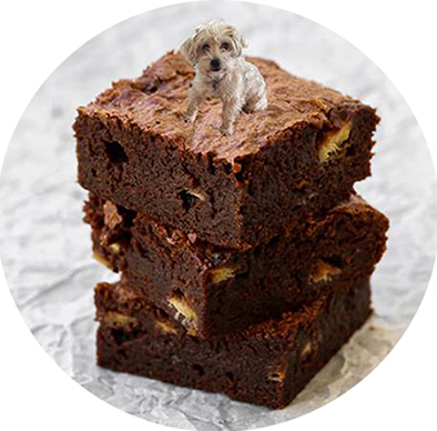 Roscoe about to go downtown with these weed brownies